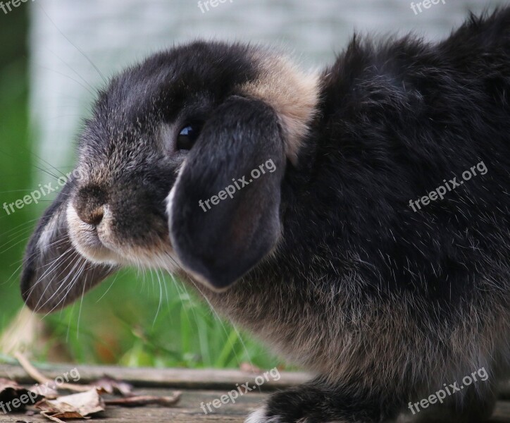 Rabbit Bunny Garden Cute Animal