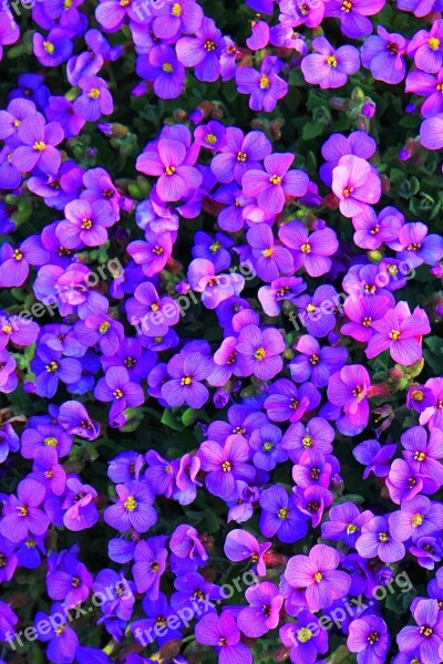 Flowers Violet Embroidery Spring Plant