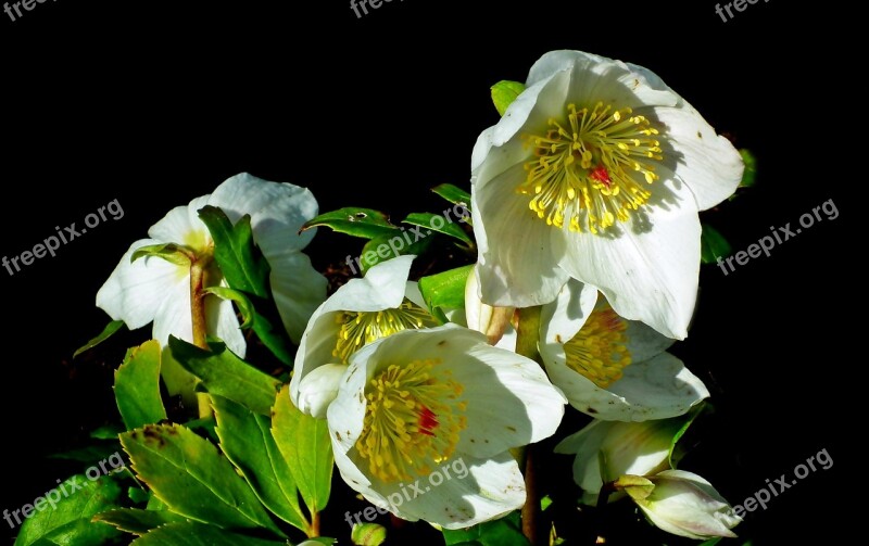 Hellebore Flowers White Garden The Petals