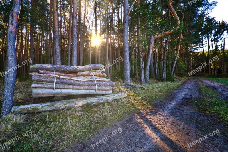 Forest Away Wood Tree Trunks Nature