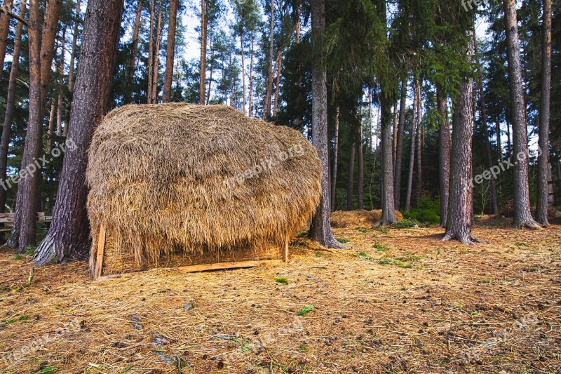 Haystacks Forest Food Parklandschaft Grass Management