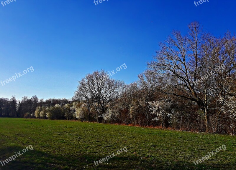 Landscape Spring Field Flowers Nature