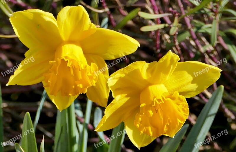 Nature Botany Flowers Daffodils Spring