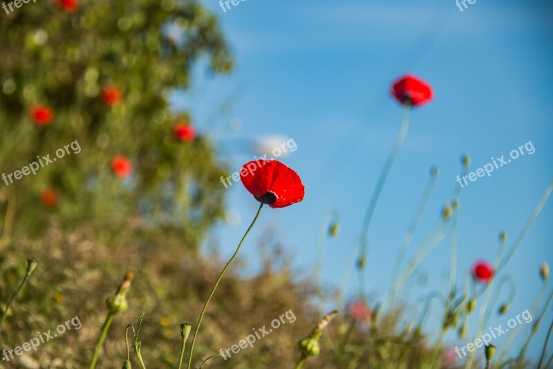 Nature Flowers Red Flowers Sky Free Photos