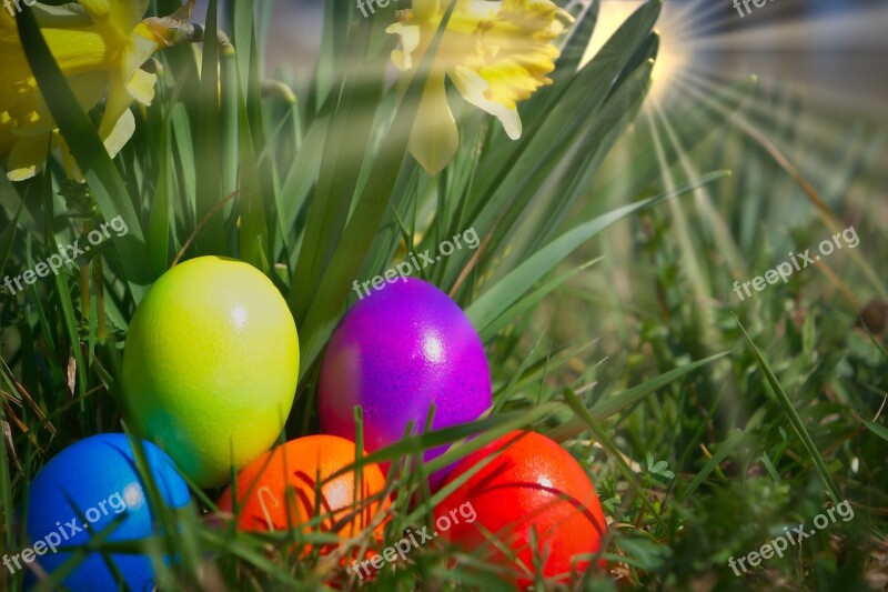 Easter Egg Yellow Flower Sun Backlighting