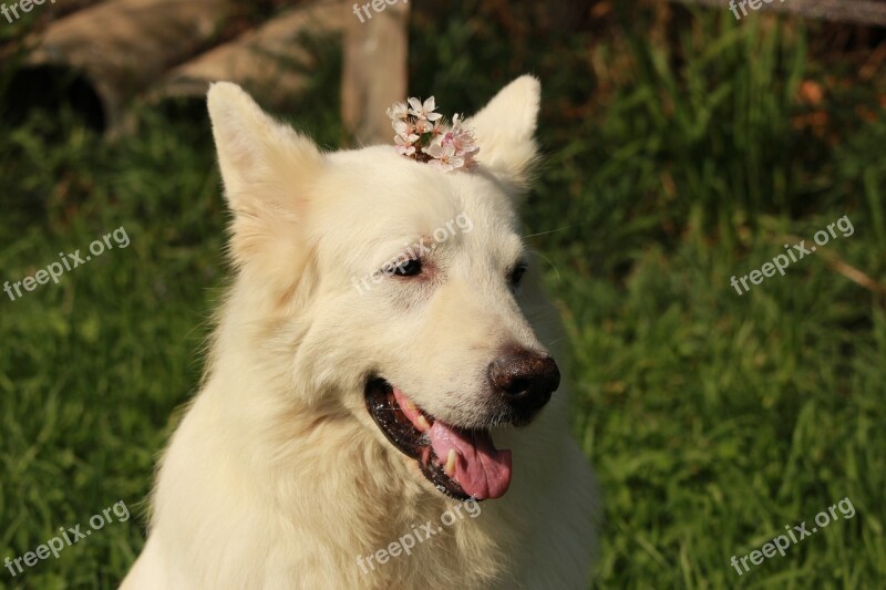 Dog Animal Animals White Nature