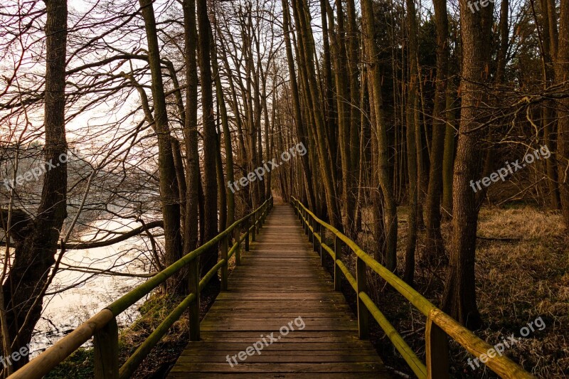 Bridge Lake Forest Nature Water