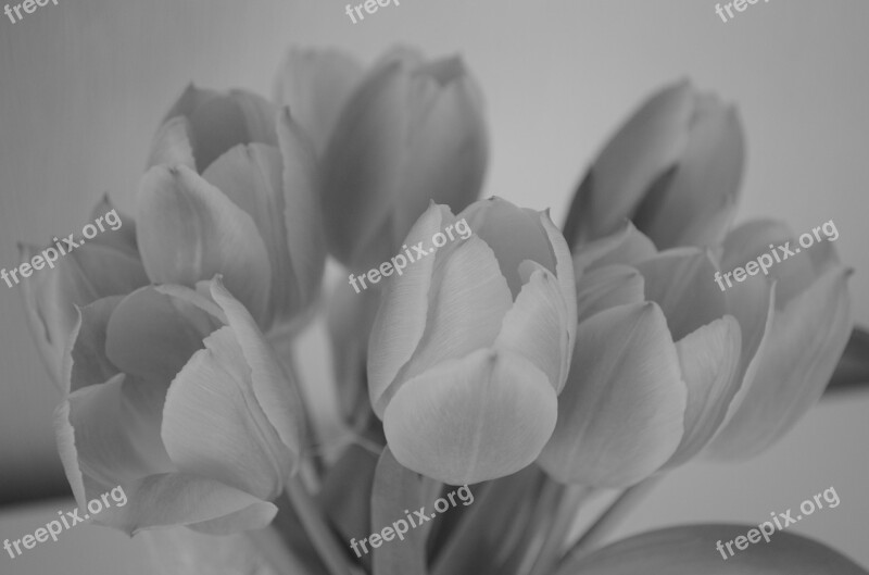 Tulips Flowers Spring Black White