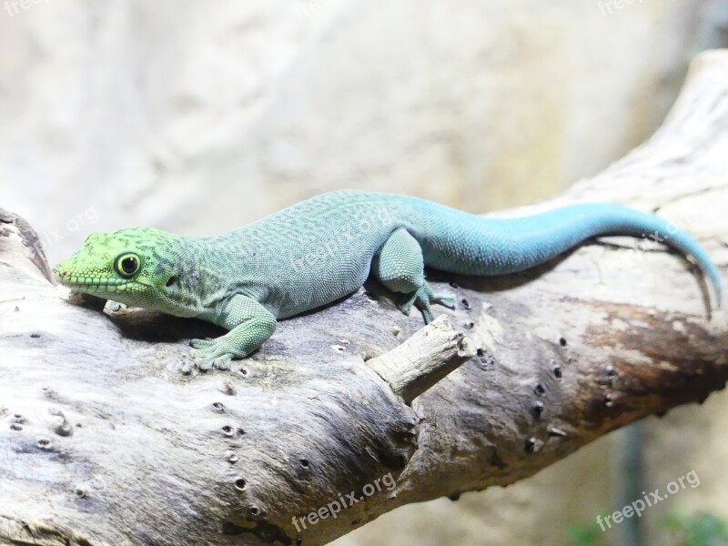 Reptile Lizard Animal Nature Animal World