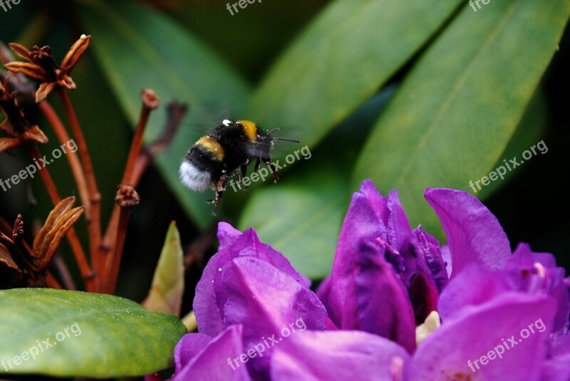 Hummel Insect Blossom Bloom Nature