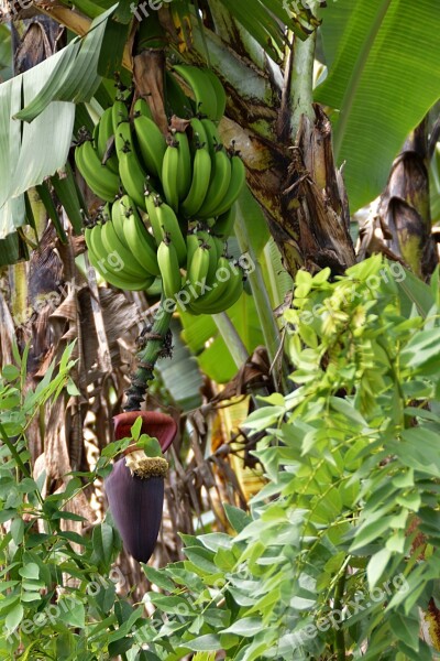 Plant Banana Tree Fruit Green Tropical