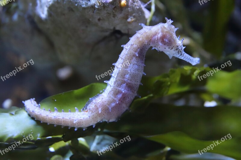 Seahorse Aquarium The Aquazoo Düsseldorf Underwater World Meeresbewohner