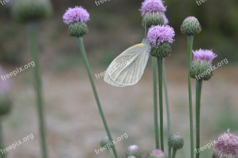 Butterfly Flower Purple Free Photos