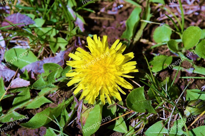 Dandelion Spring Nature Flower Meadow