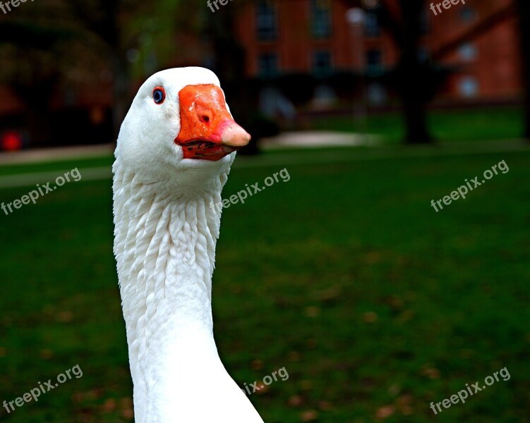 Norwegian White Goose Gander Blue Eye Orange Beak Waterfowl