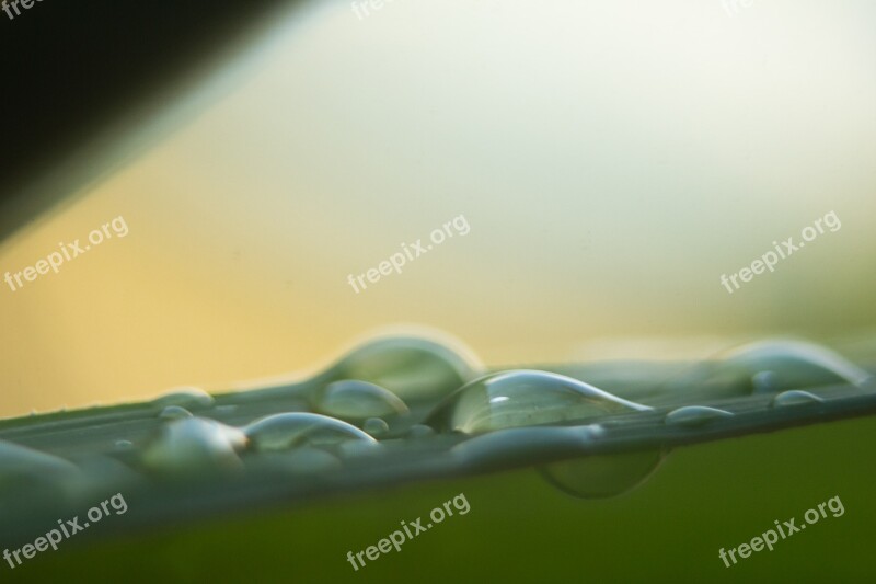 Raindrops Leaf Rain Raindrop Nature