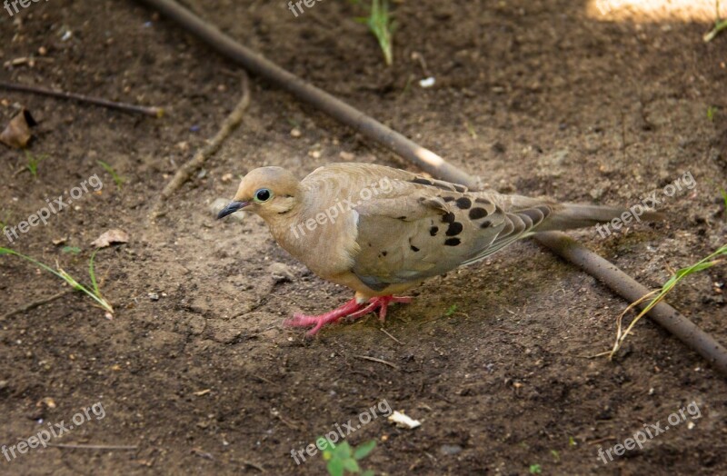 Veterinarian Pigeon Red Recessive Pigeon Red Recessive