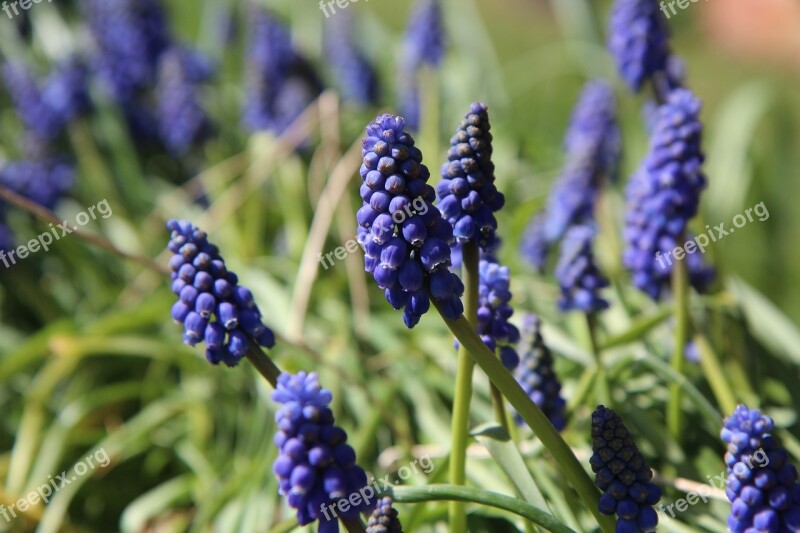 Muscari Flowers Spring Flowering Fulfillment