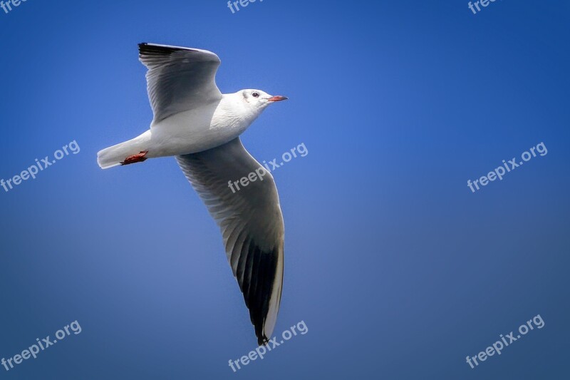 Seagull Bird Wing Flying Nature