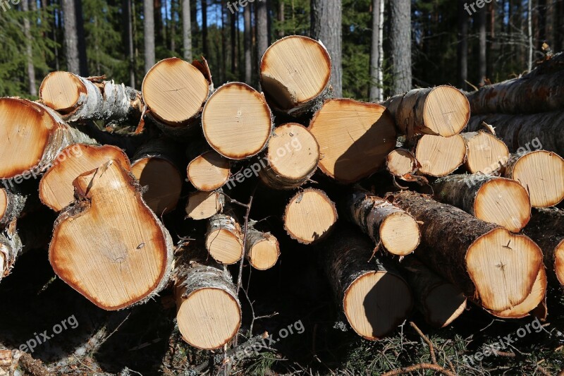 Forest Tree Birch The Forest Industry Stack