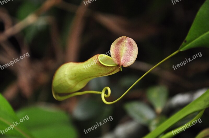 Carnivorous Plants Flower Green Free Photos