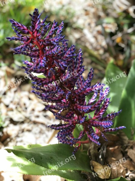 Flower Nature Hervey Bay Australia Free Photos