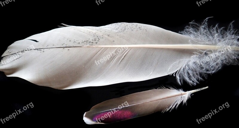 Feathers Birds Plumage Nature Free Photos