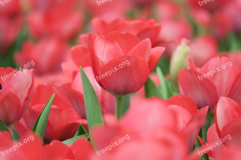 Tulips Flower The Ball Flowers Natural Petal