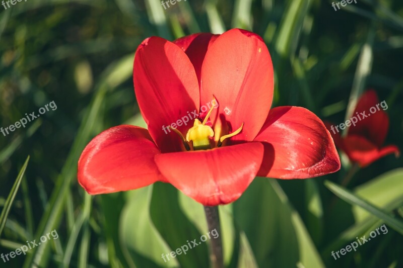 Tulip Flower Plant Ornamental Flower Flora