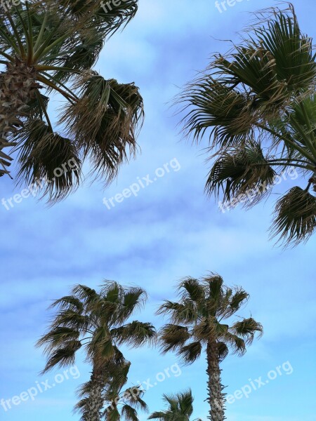 Palm Tree Green Leaves Holiday