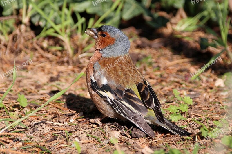 Chaffinch Bird Garden Nature Songbird