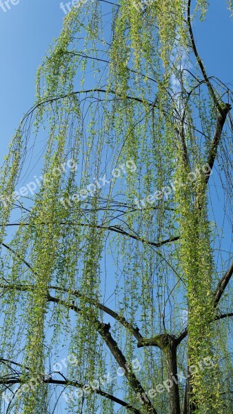 Willow Blue Sky Park Spring Travel