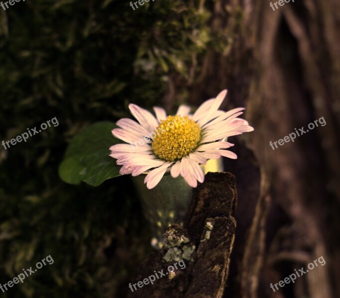 Daisy Thimble Leaf Moss Tree