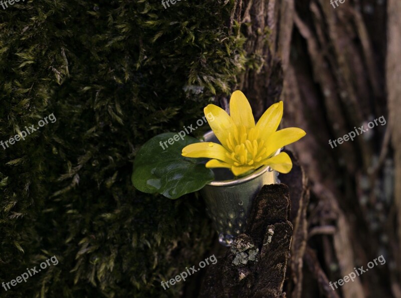 Buttercup Thimble Leaf Moss Tree