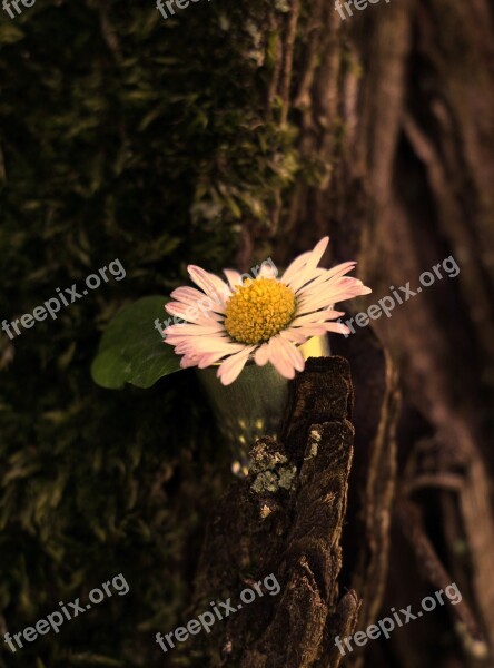 Daisy Thimble Leaf Moss Tree