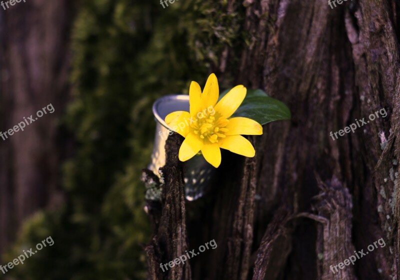 Buttercup Thimble Leaf Moss Tree