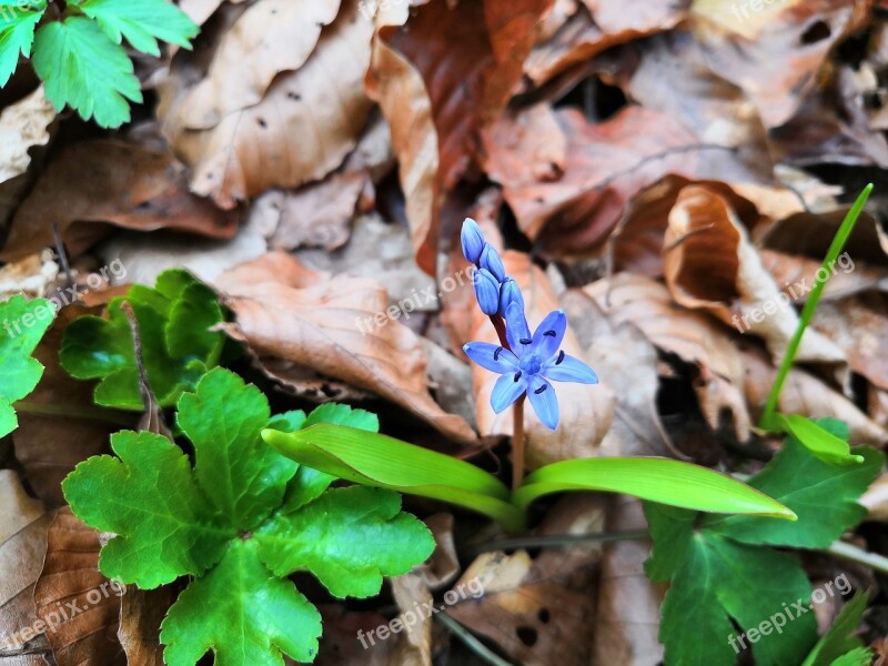 Two-leaf Squill Flower Scilla Bifolia Alpine Squill Forest Plant