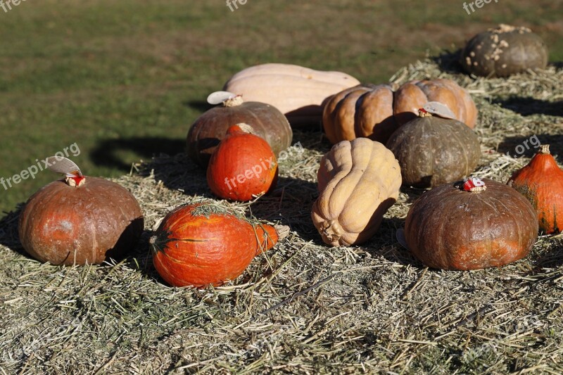 Pumpkins Pumpkin Orange Halloween October