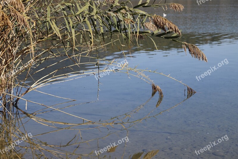 Pond Reeds Bambu Nature Reflection