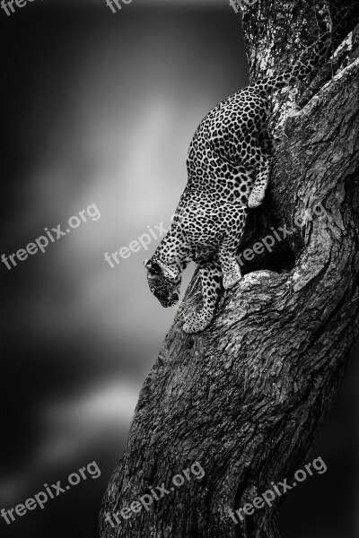 Leopard Big Cat Wildlife Predator Cat