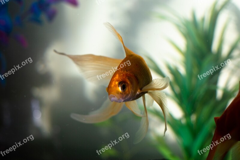 Gold Fan Tail Fish Fishing Underwater