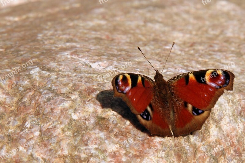 Butterfly Butterflies Peacock Nature Insect