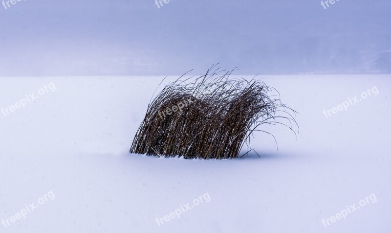 Winter Lake Nature Landscape Snow