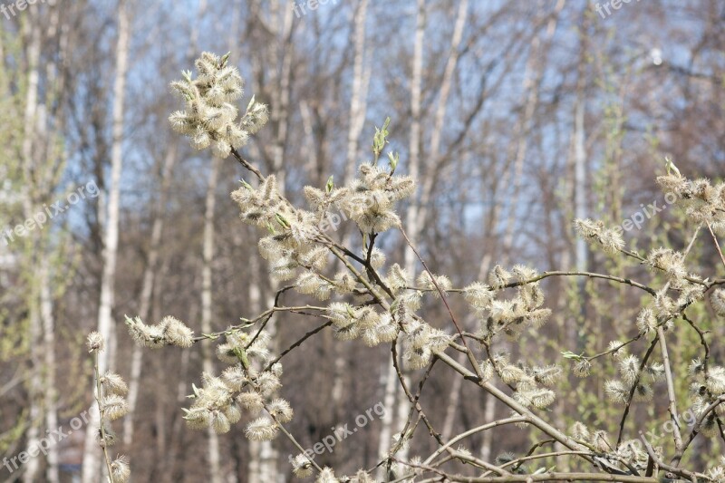 Spring Willow Bloom Branches Trees