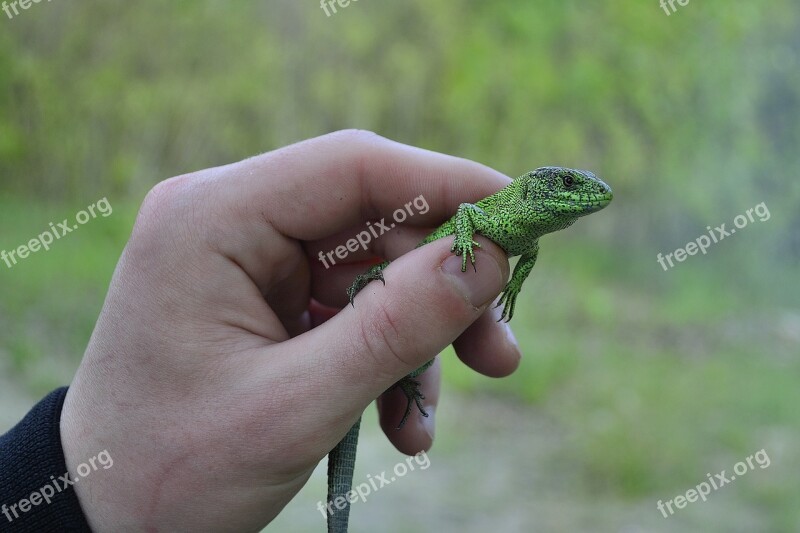 Lizard Nature Reptile Creature Green