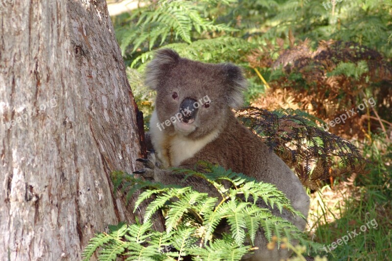 Koala Australia Animal Nature Wildlife