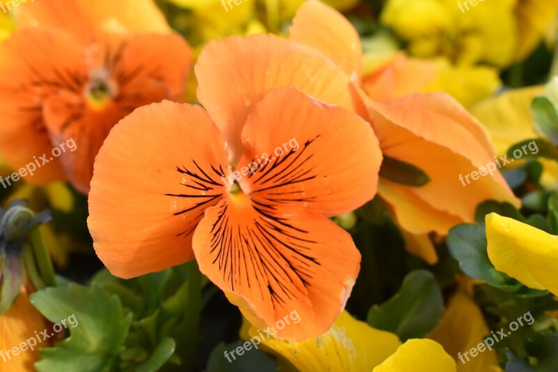 Pansy Flower Garden Nature Spring