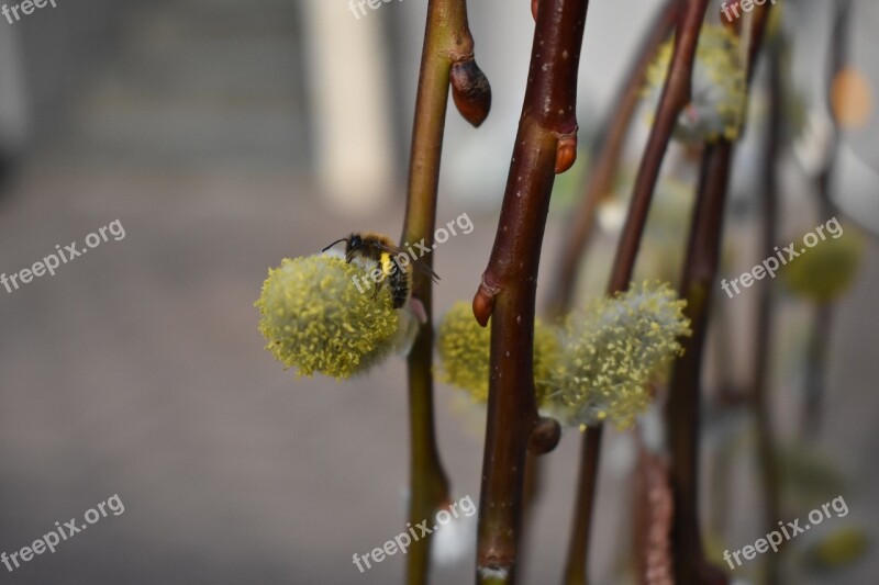 Close Up Bee Nature Flower Garden