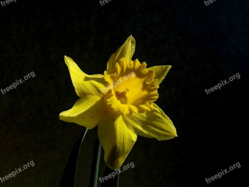 Narcissus Yellow Daffodil Spring Bloom