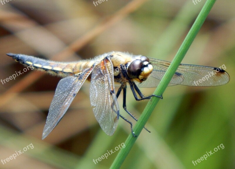 Dragonfly Four Spotted Chaser Nature Flying Insect